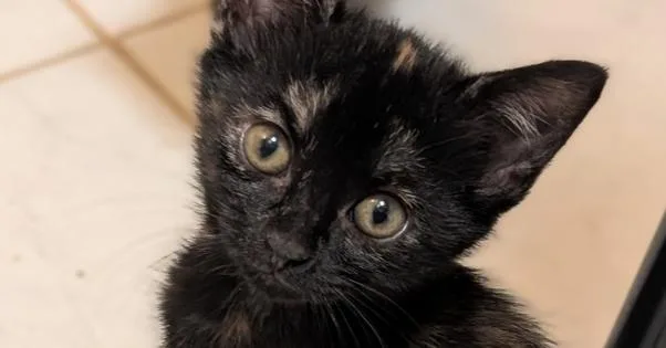 A baby small-sized female Domestic Short Hair cat named Prairie Dawn for adoption in Lake Wylie, SC