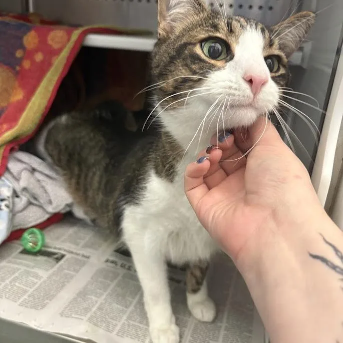 A senior large-sized male Brown / Chocolate Domestic Short Hair cat named Marco for adoption in Pittsburgh, PA