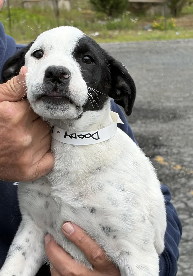 A baby medium-sized male Jack Russell Terrier dog named Doody Mgo In Ri for adoption in Warwick, RI