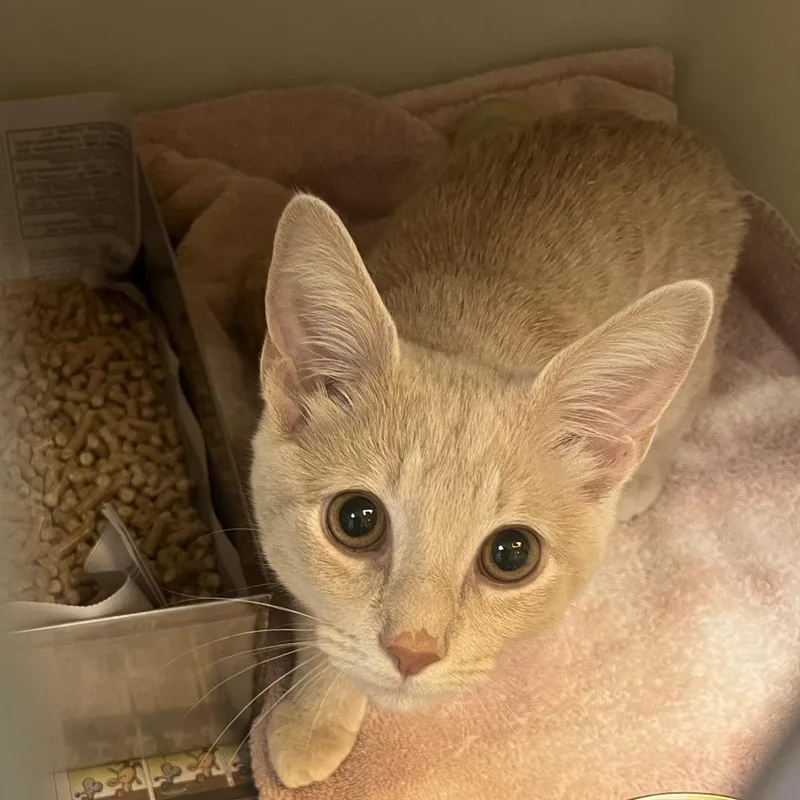 A baby medium-sized male Buff / Tan / Fawn Domestic Short Hair cat named 71357 for adoption in Harrisonburg, VA