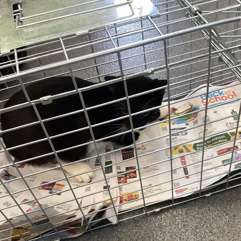 A baby small-sized female Black Domestic Short Hair cat named Maze for adoption in Montgomery, AL