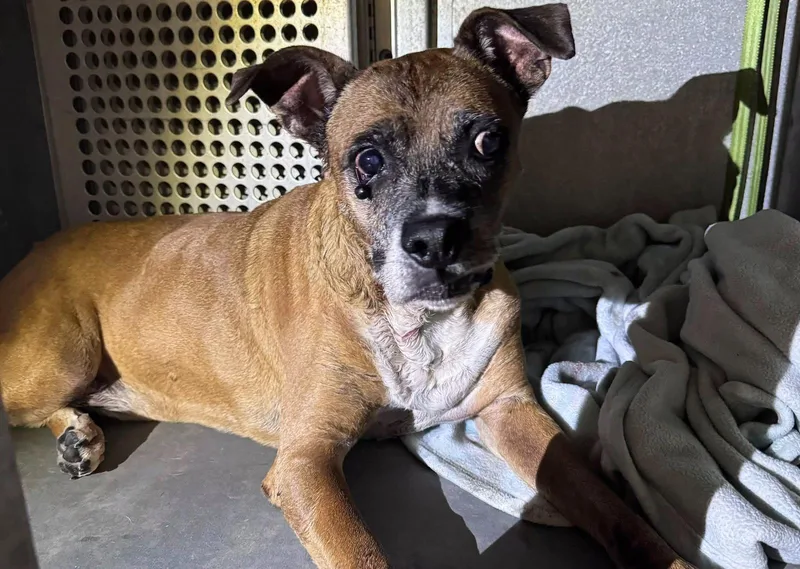 A senior medium-sized male Boxer dog named Charlie for adoption in Rowlett, TX