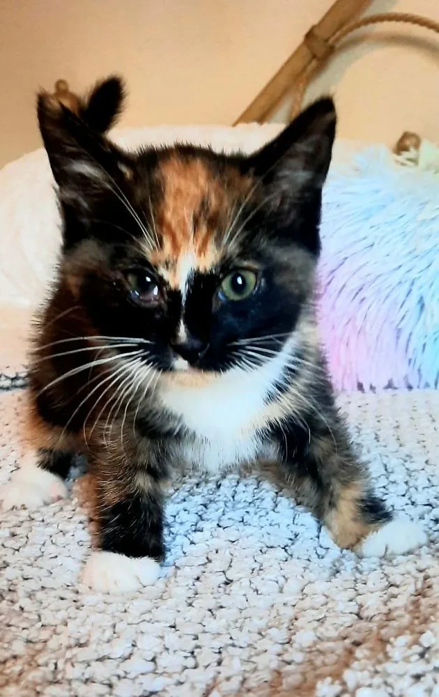 A baby small-sized female Domestic Short Hair cat named Priscilla for adoption in Albany, WI