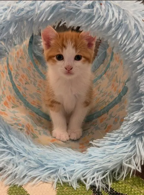 A baby small-sized male Orange & White Domestic Short Hair cat named Archie for adoption in Oradell, NJ