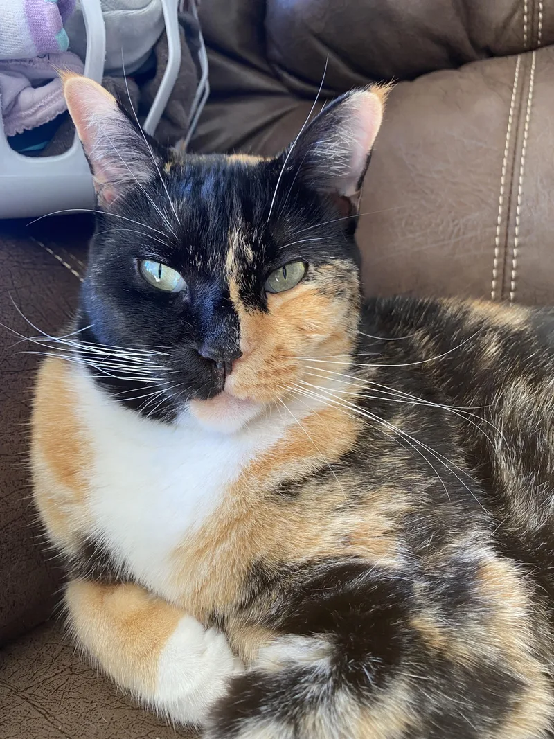 Lola Courtesy Listingcontact Owner