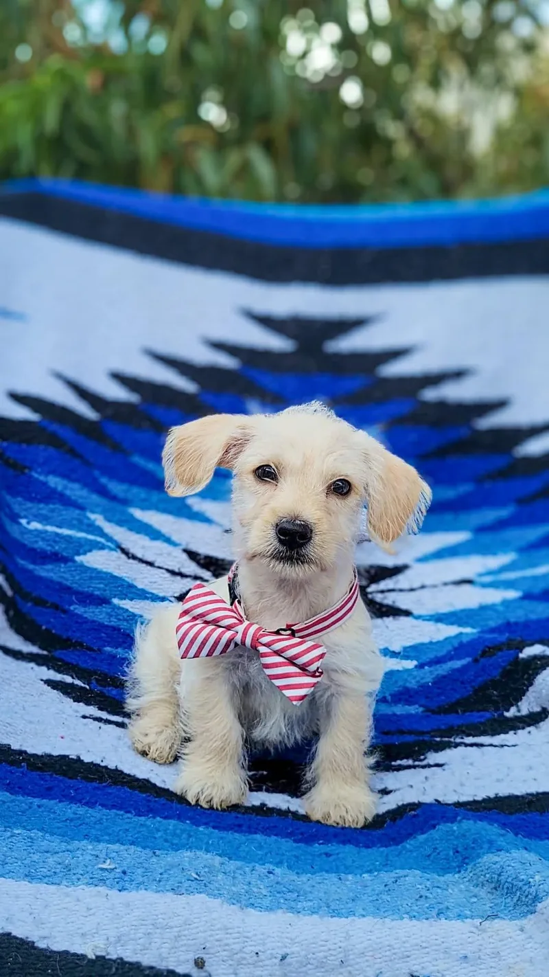 A baby small-sized male Chihuahua dog named Tupelo for adoption in Anza, CA