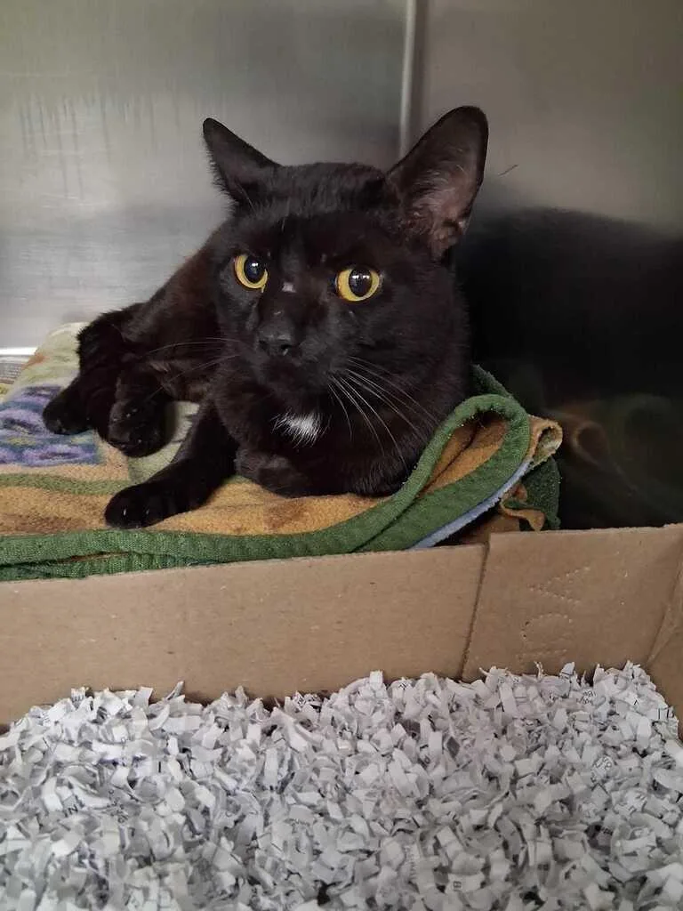 An adult medium-sized male Black Domestic Short Hair cat named Hawk for adoption in Cincinnati, OH