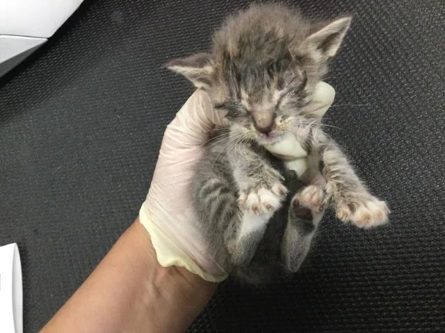 A baby small-sized female Domestic Short Hair cat named Rosebud for adoption in Thousand Palms, CA