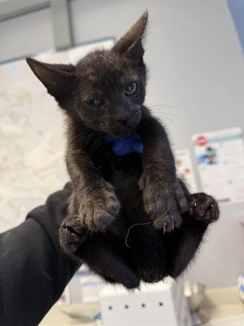 A baby small-sized male Domestic Short Hair cat named Ash for adoption in San Jose, CA