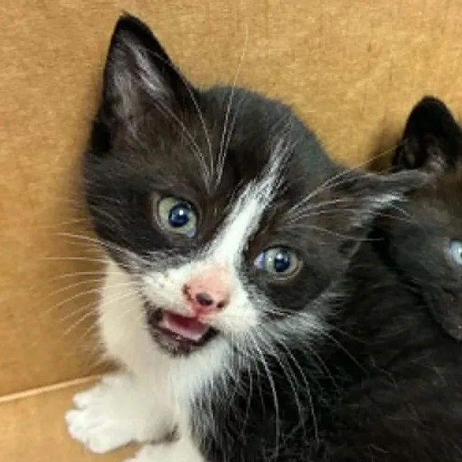 A young medium-sized female Black & White / Tuxedo Domestic Short Hair cat named Bluey for adoption in Evanston, IL