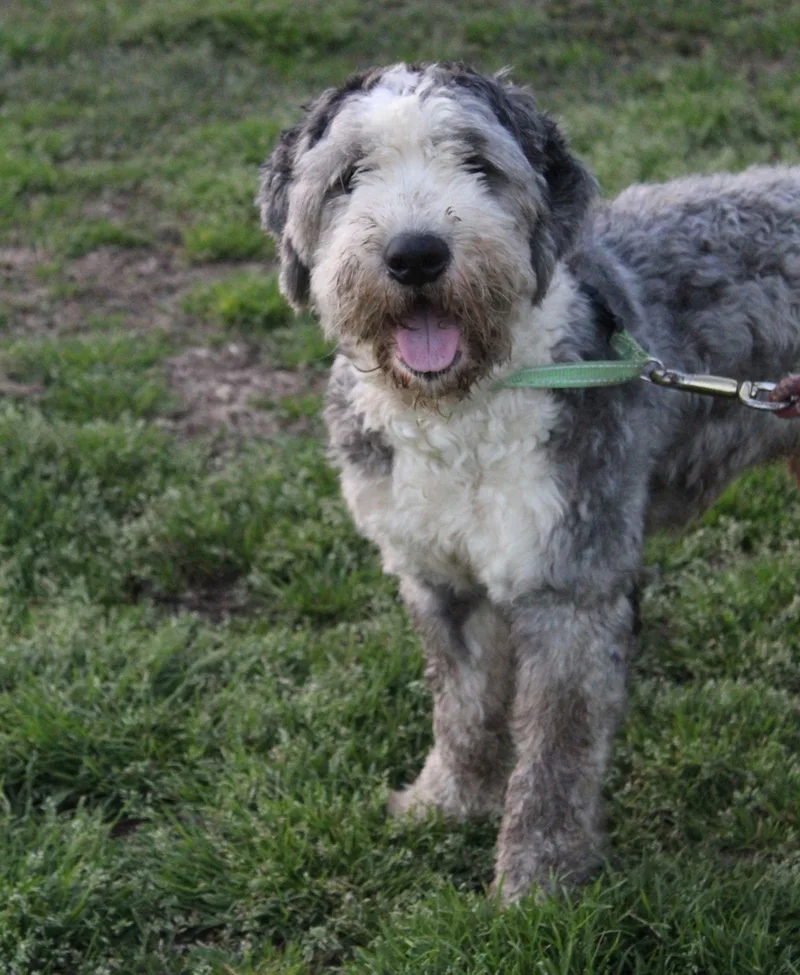 Aboofully Vetted Aussiepoodle Doodle