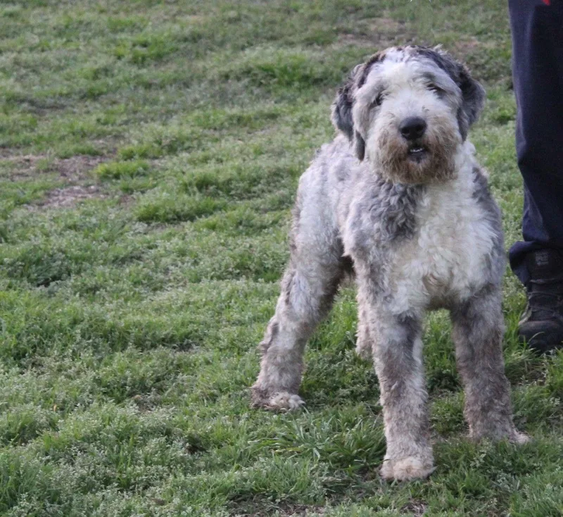 Aboofully Vetted Aussiepoodle Doodle thumbnail 2