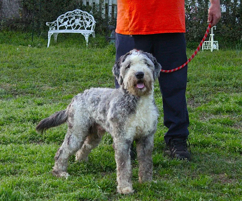 Aboofully Vetted Aussiepoodle Doodle thumbnail 3