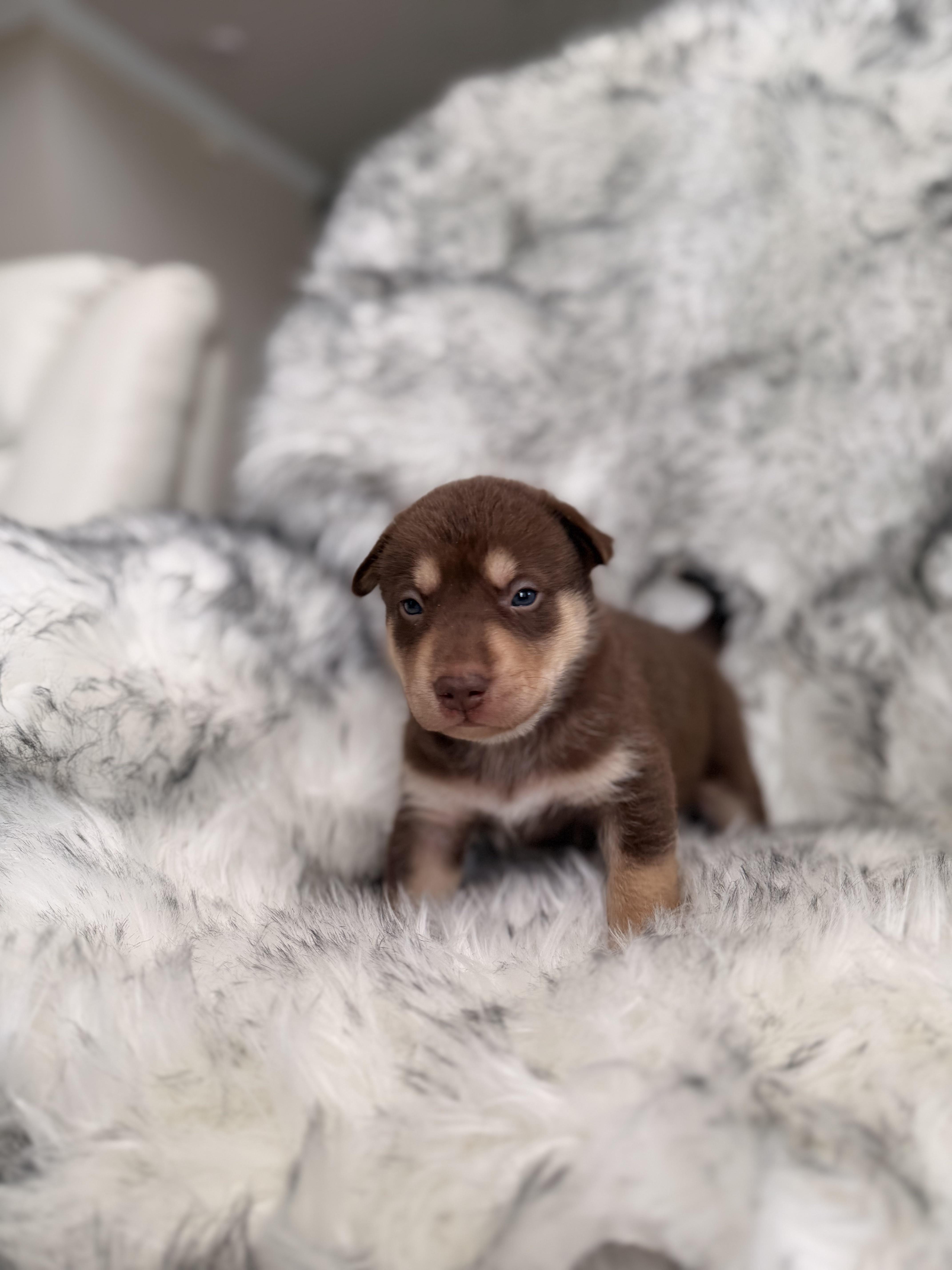 A baby small-sized male Siberian Husky dog named Venture for adoption in polkton, NC