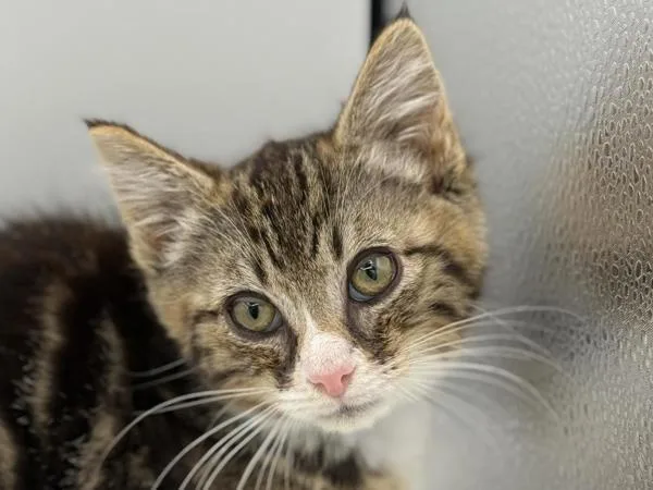 A baby small-sized male Domestic Short Hair cat named Wesley for adoption in Portland, OR