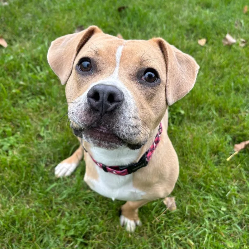 Penelope