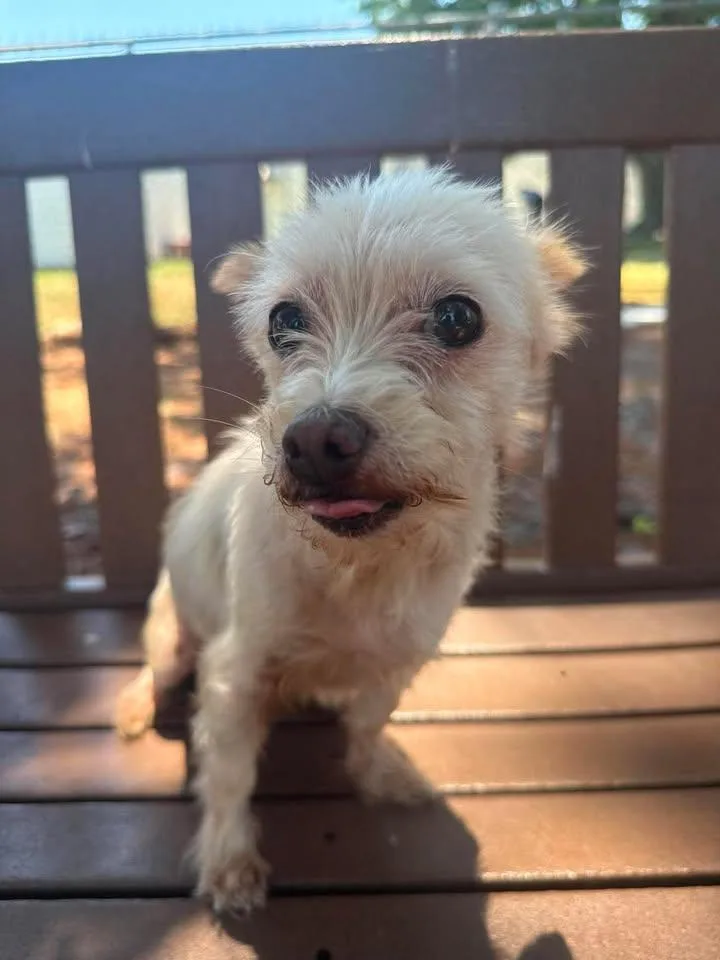 An adult small-sized female White / Cream Terrier dog named Cricket for adoption in Wilmington, NC