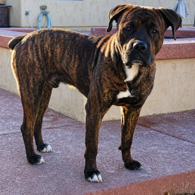 Bruno thumbnail 2