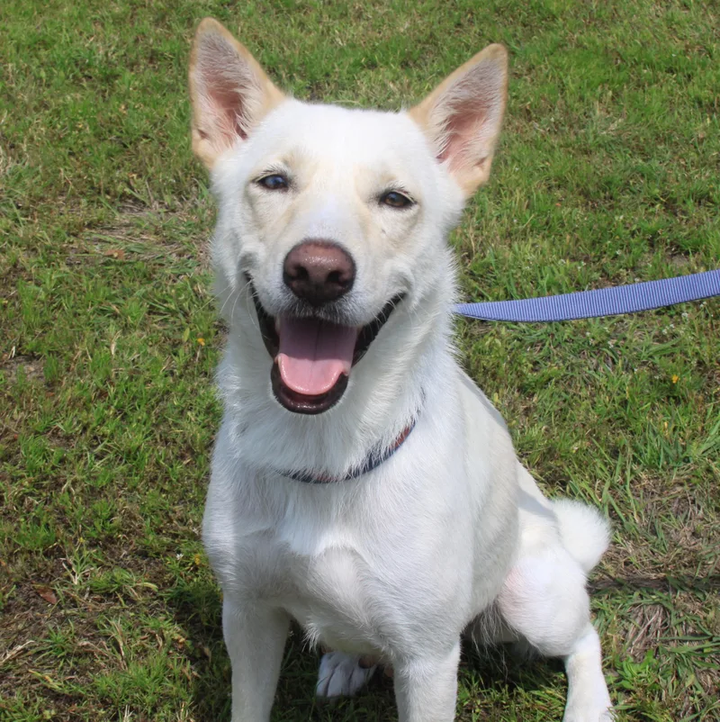An adult medium-sized female White / Cream Shepherd dog named Snow for adoption in Bryan, TX