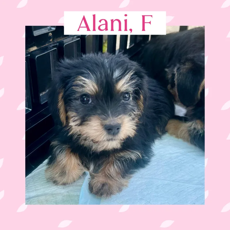 Alani  Darcy And thumbnail 2