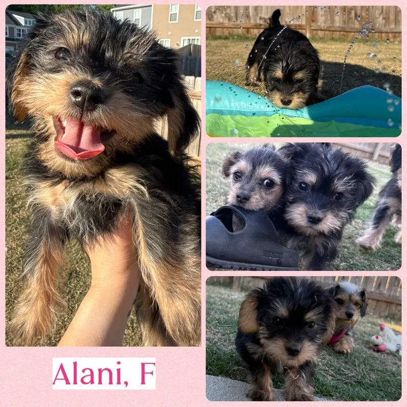 Alani  Darcy And thumbnail 4