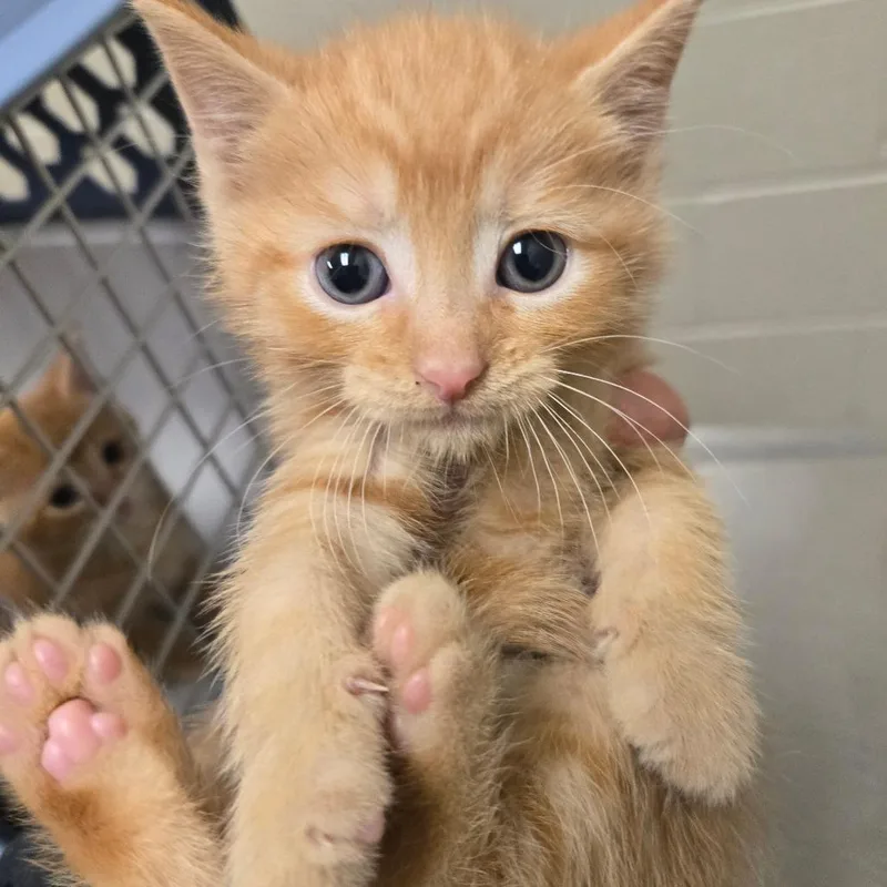 A baby small-sized male Orange / Red Domestic Short Hair cat named Jervis for adoption in Bristol, IN