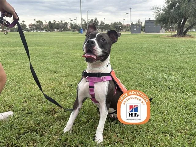 An adult large-sized female American Bulldog dog named Rosie for adoption in Phoenix, AZ