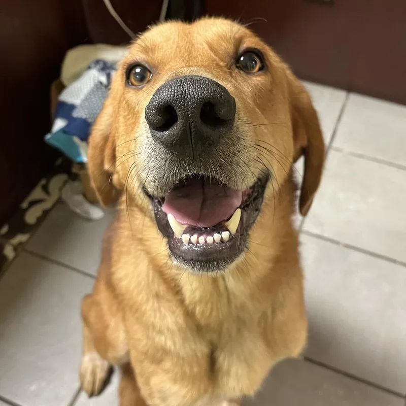 An adult large-sized male Red / Chestnut / Orange Mixed Breed dog named Rooster for adoption in Corbin, KY