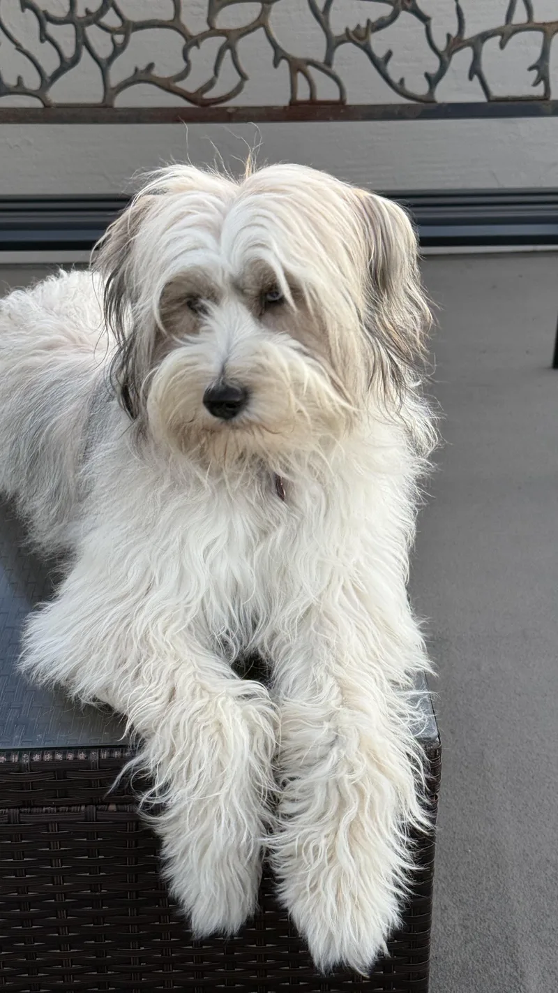 A young small-sized female Australian Shepherd dog named France Aka Momo for adoption in Los Angeles, CA
