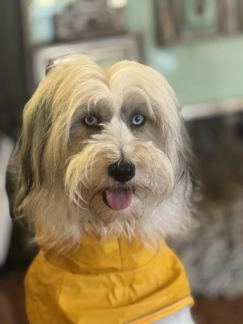 France Aka Momo thumbnail 4
