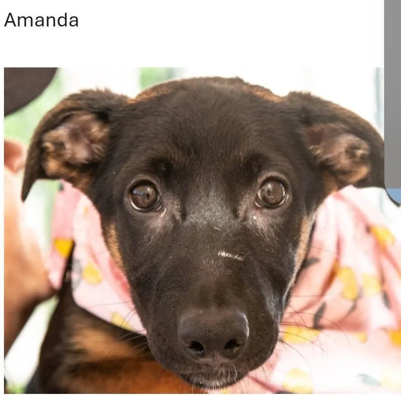 A young medium-sized male Belgian Shepherd / Malinois dog named Puppies for adoption in San Andreas, CA