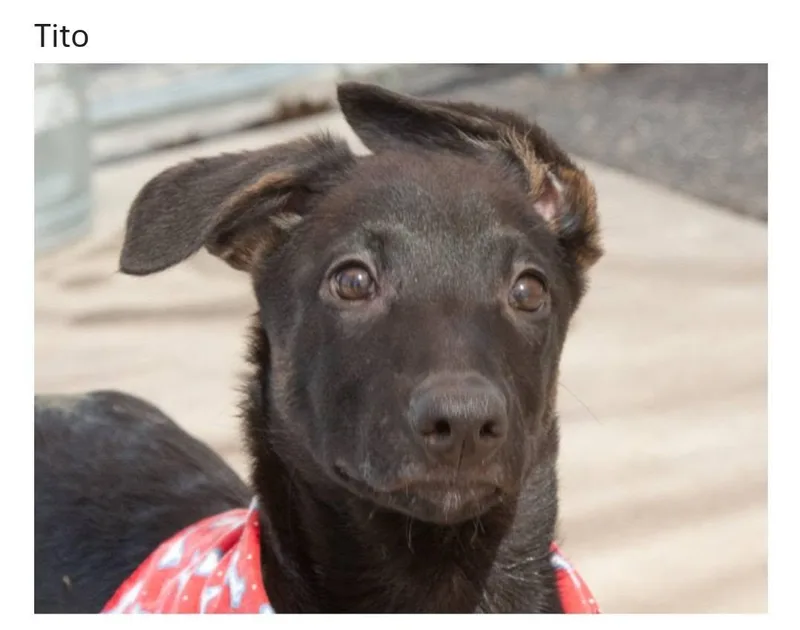 Puppies thumbnail 5