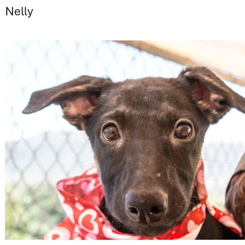 Puppies thumbnail 6