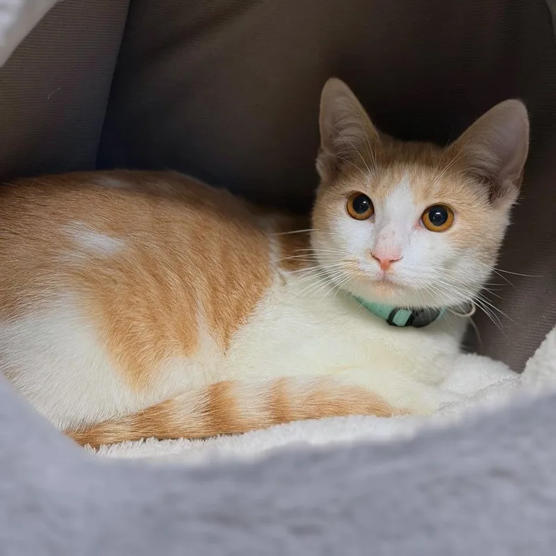 A young medium-sized female Orange / Red Domestic Short Hair cat named Charlie for adoption in Lufkin, TX