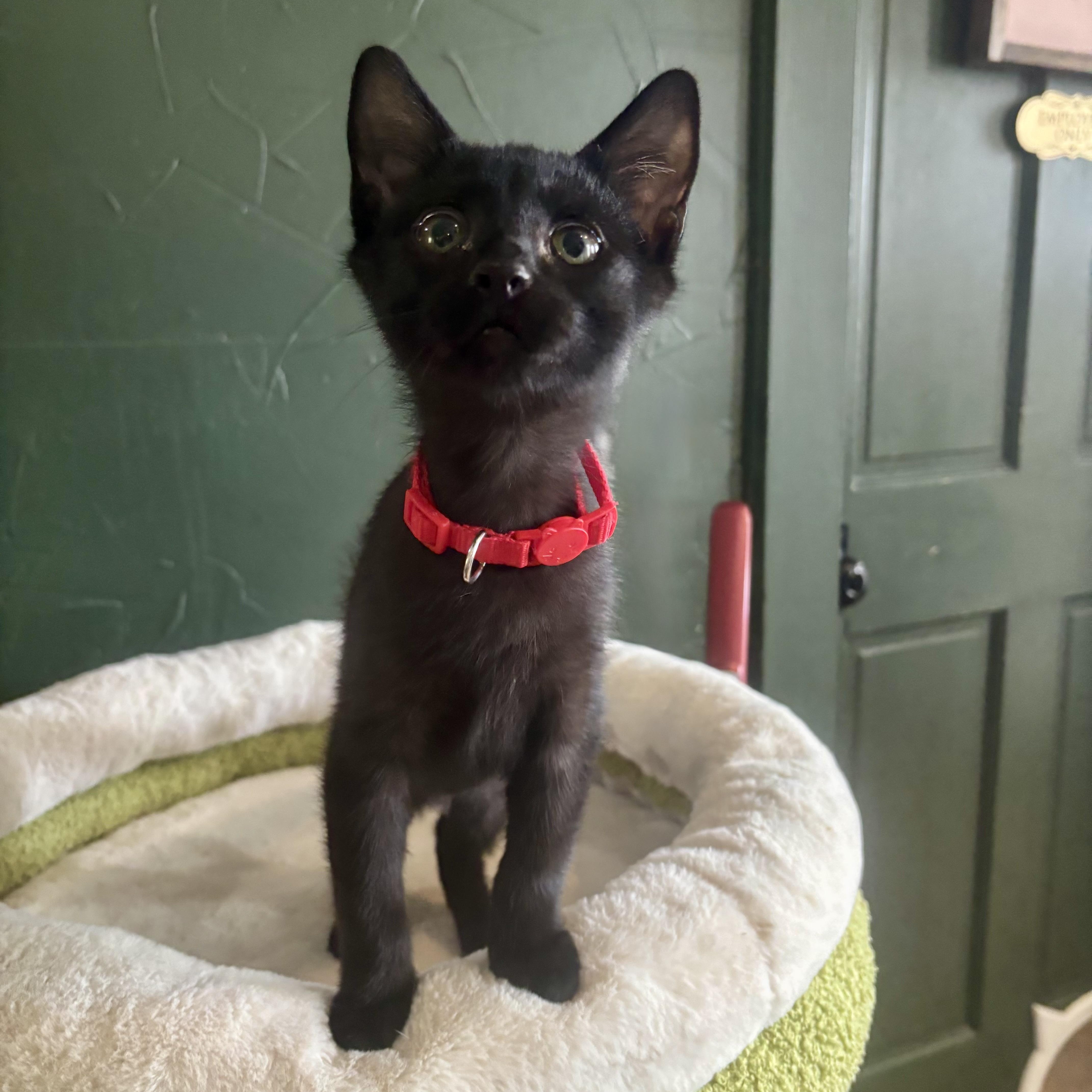 A baby small-sized male Black Domestic Short Hair cat named Waldorf Astoria for adoption in Richmond, VA
