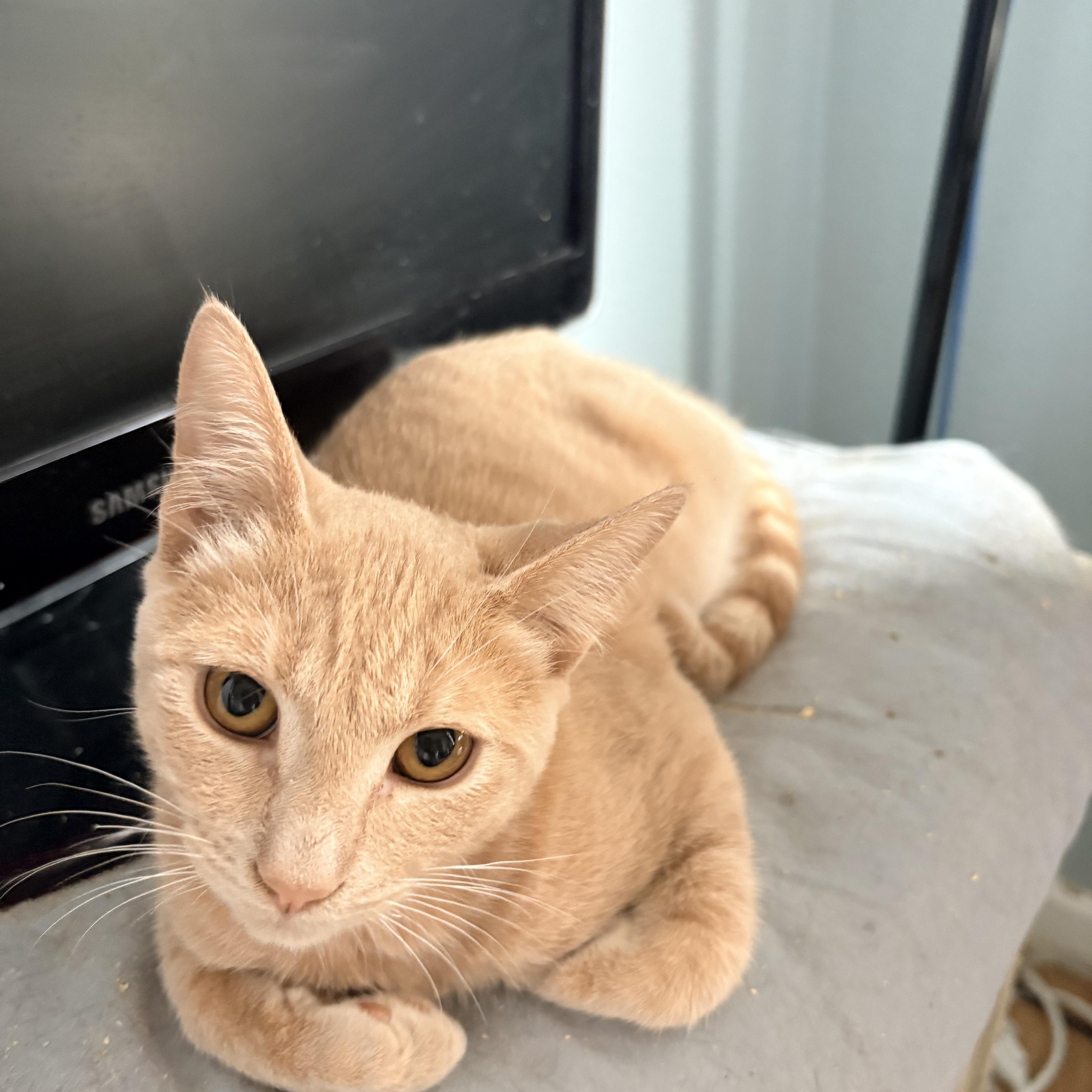A young small-sized male Tabby (Buff / Tan / Fawn) Domestic Short Hair cat named Sirius for adoption in Hayward, CA