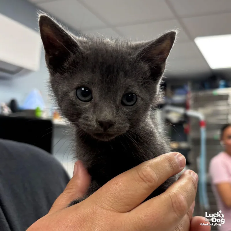 A baby medium-sized male Gray / Blue / Silver Domestic Short Hair cat named Dainty for adoption in Washington, DC
