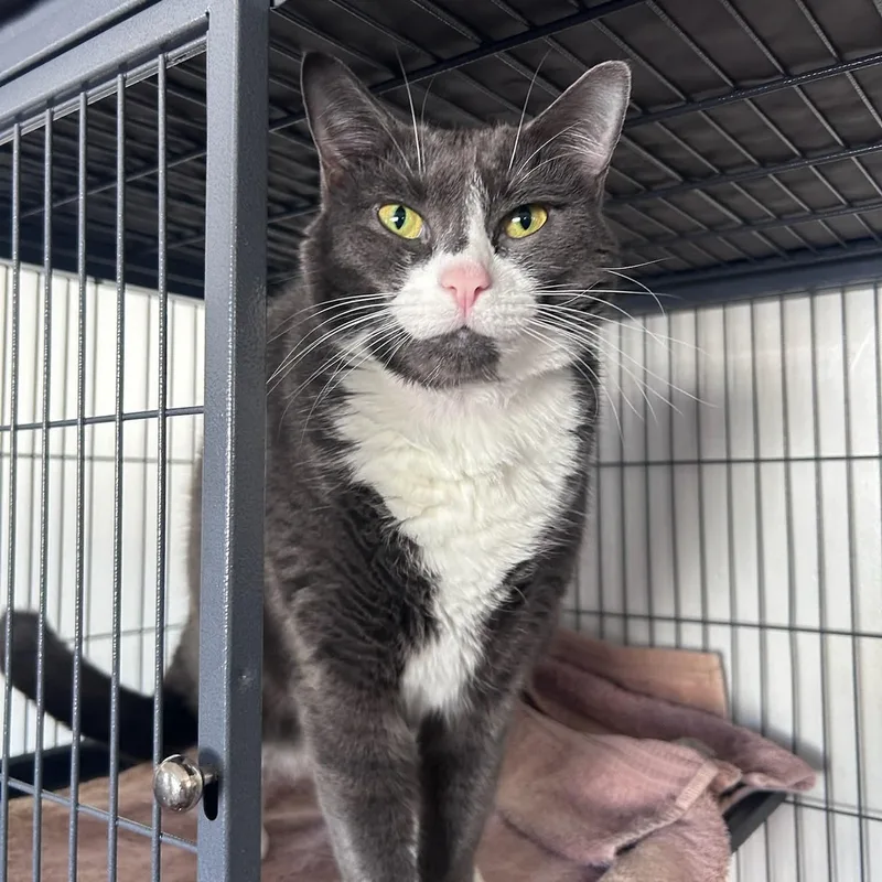 An adult extra large-sized male Domestic Short Hair cat named Fred for adoption in Huntington, NY