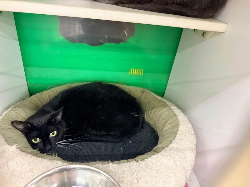 A young medium-sized female Black & White / Tuxedo Domestic Short Hair cat named Minnie for adoption in Cleveland, OH