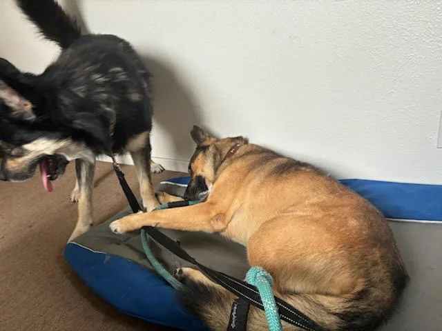 Harley Davidson Vroom!! thumbnail 4