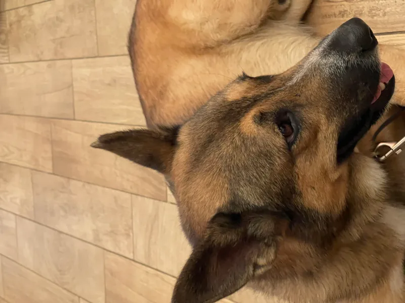 Harley Davidson Vroom!! thumbnail 5