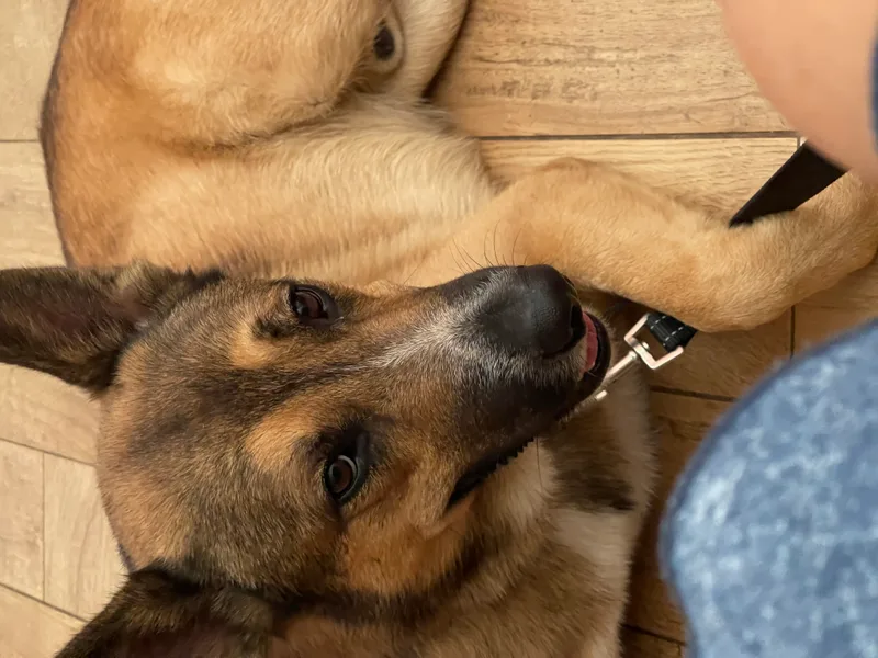 Harley Davidson Vroom!!