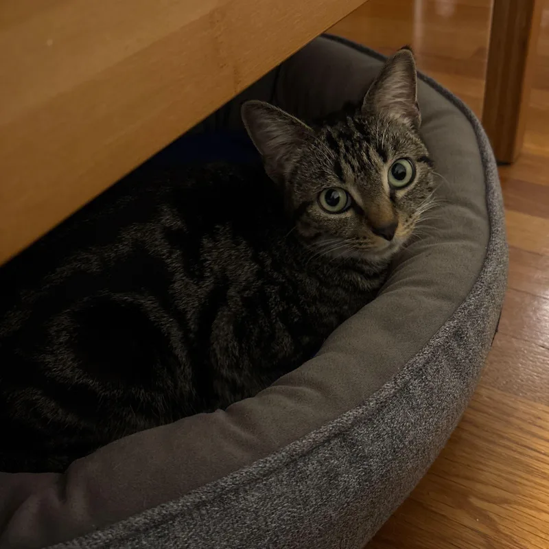 A young medium-sized female Tabby (Brown / Chocolate) Domestic Short Hair cat named Emerald for adoption in Waltham, MA