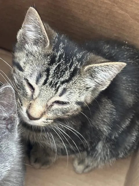 A baby medium-sized male Domestic Short Hair cat named Honey for adoption in Dallas, TX