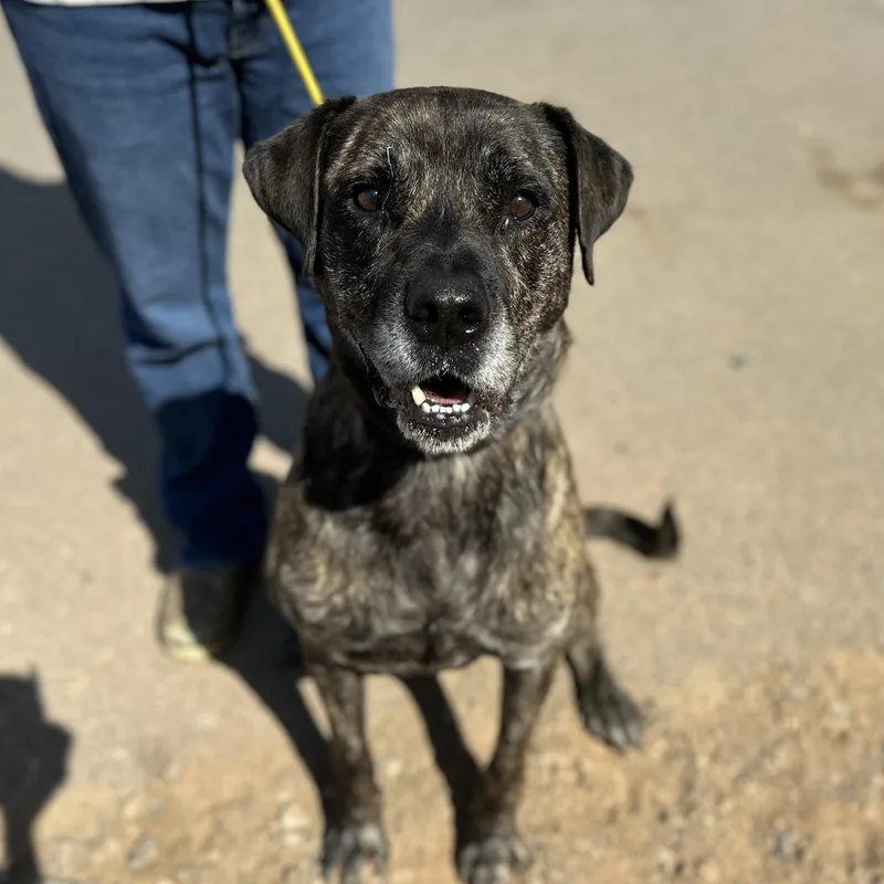 An adult extra large-sized male Brindle Mastiff dog named Zee for adoption in Columbia, SC