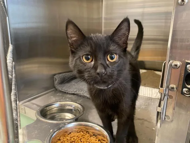 A baby small-sized male Domestic Short Hair cat named Jagger for adoption in Tustin, CA