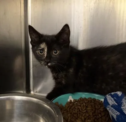A baby small-sized female Domestic Short Hair cat named Cori for adoption in Hamilton, NJ