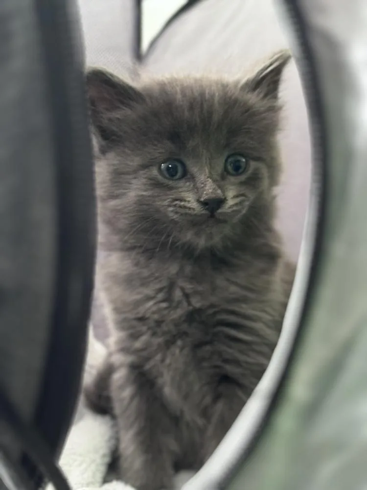 A baby small-sized male Domestic Medium Hair cat named Shadow for adoption in Ferndale, MI