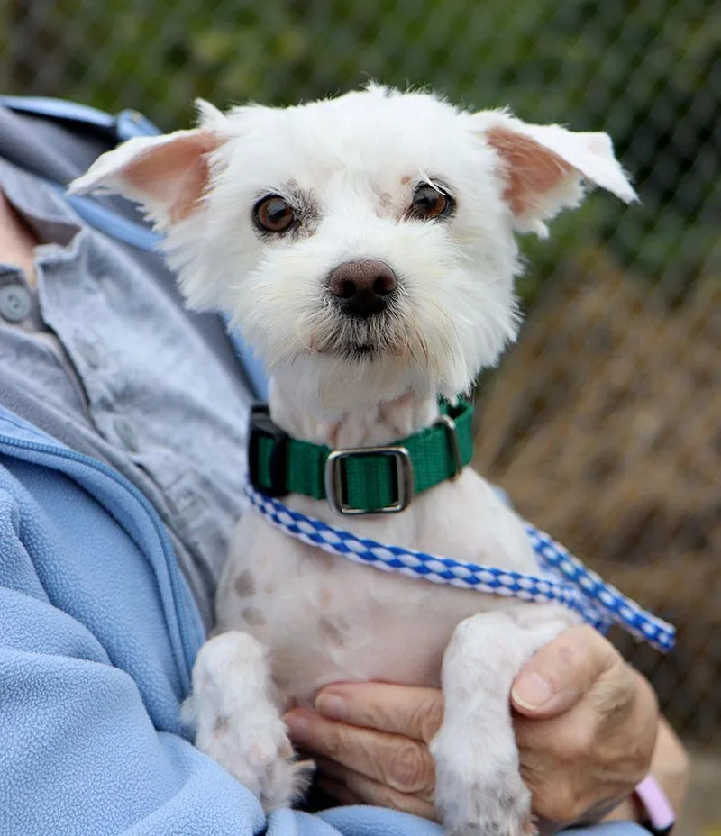 An adult small-sized female White / Cream Maltese dog named Elaine for adoption in Kansas City, KS