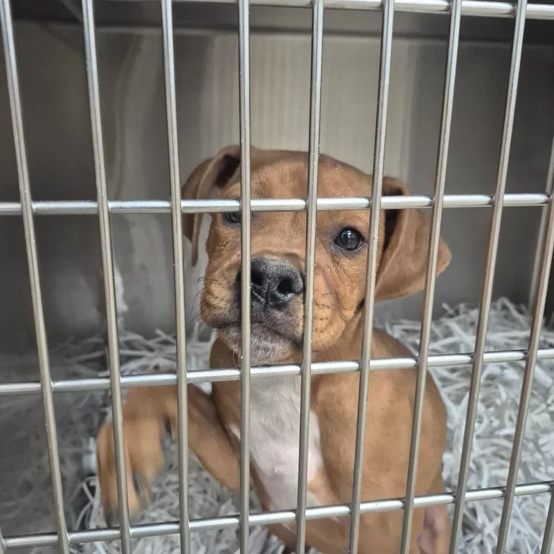 A baby small-sized female Brown / Chocolate Terrier dog named Dora for adoption in Montgomery, AL